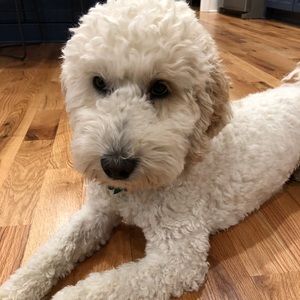 Meet your Posher, Margot